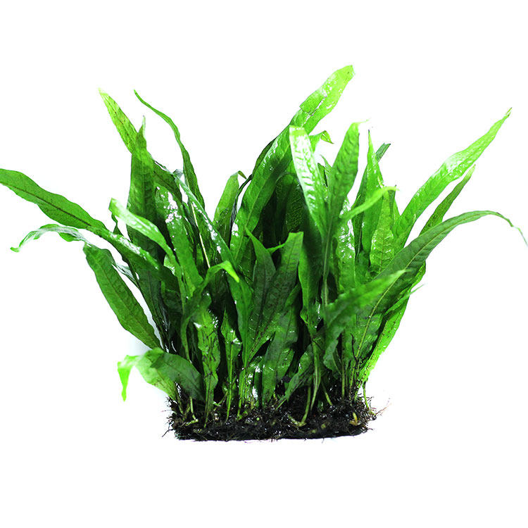 铁皇冠中后景草大叶细叶懒人阴性水草淡水水族造景活体直接入缸