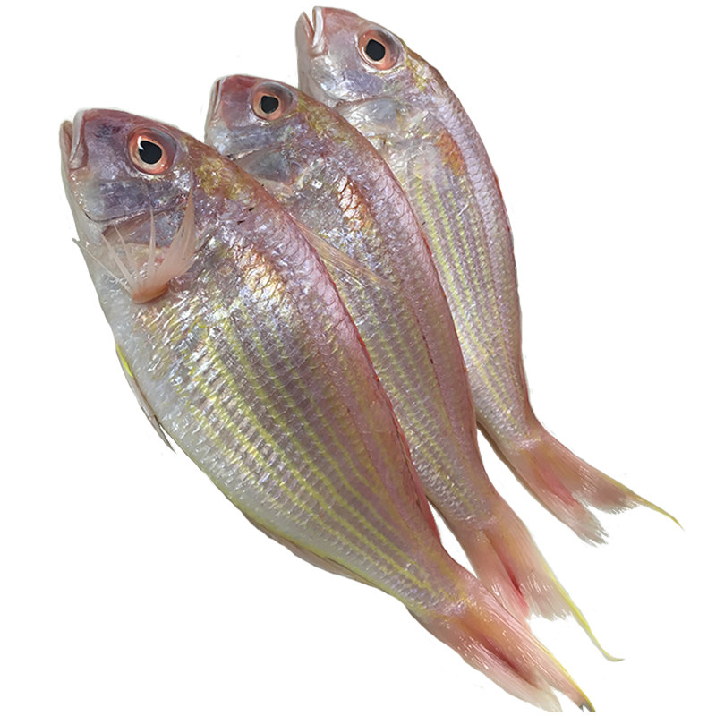 北海红杉鱼新鲜海鲜水产金丝鱼鲜活冷冻海鱼红三鱼野生金线鱼500g