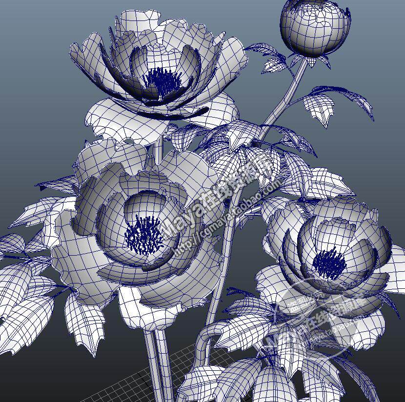 maya 模型 素材 植物模型 牡丹花