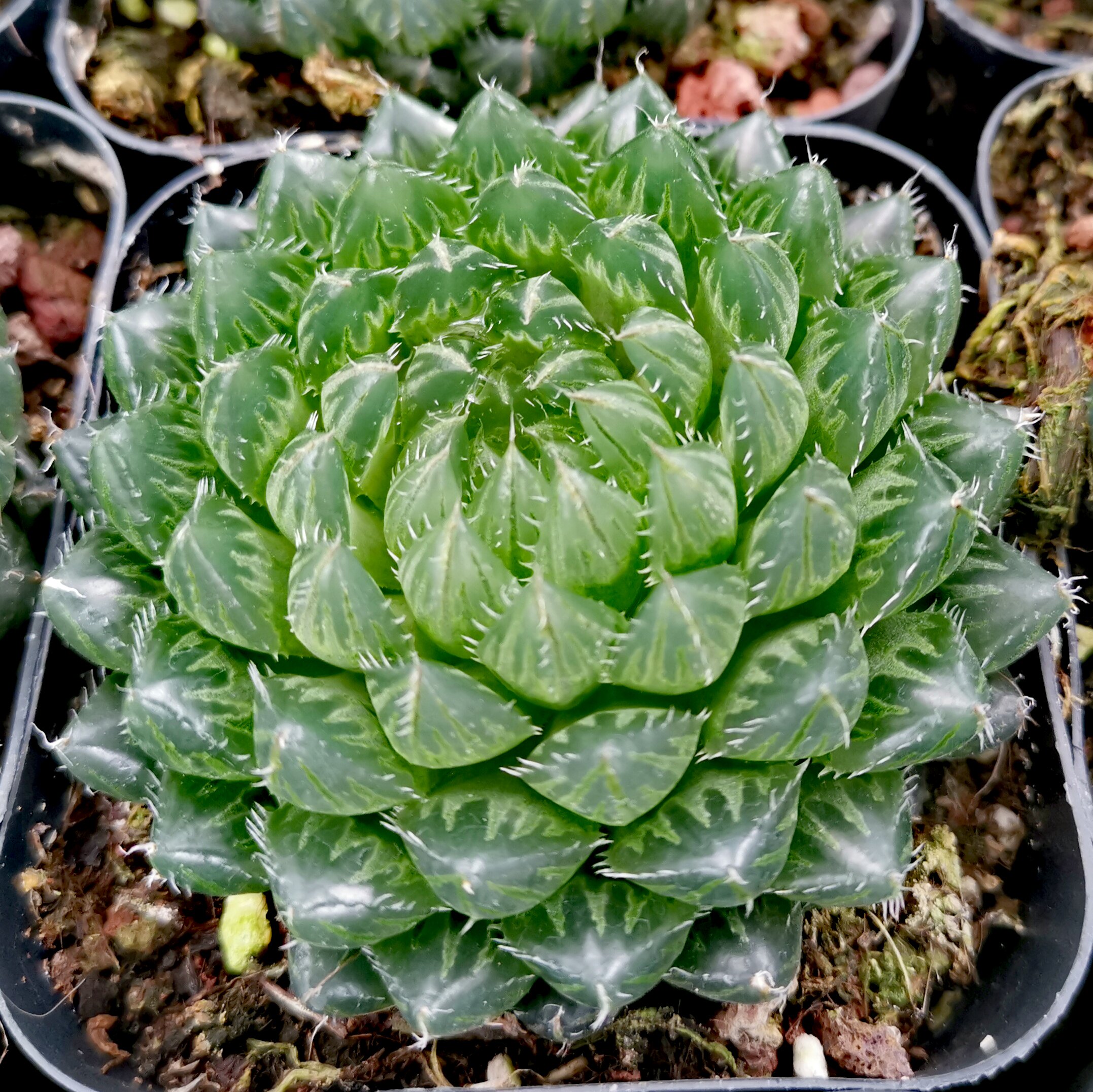翠云 优选 多肉植物十二卷玉露寿 非樱水晶 保品种