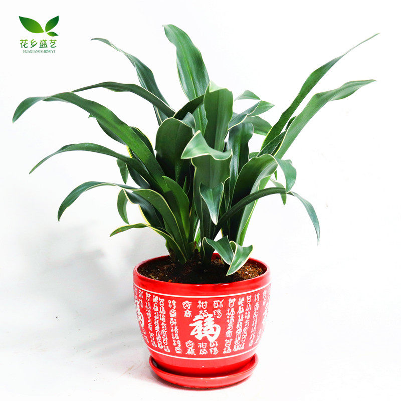 金边银边中华万年青盆栽绿植四季常青庭院阳台绿植