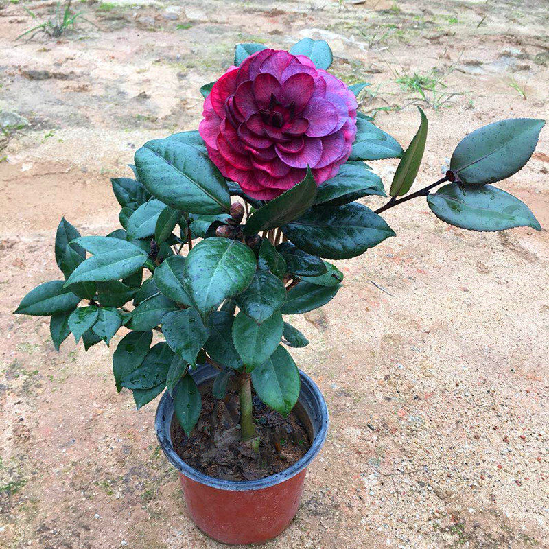 贝拉茶花红叶拉大玫瑰盆栽花苗纯色名贵花卉时令草本花卉