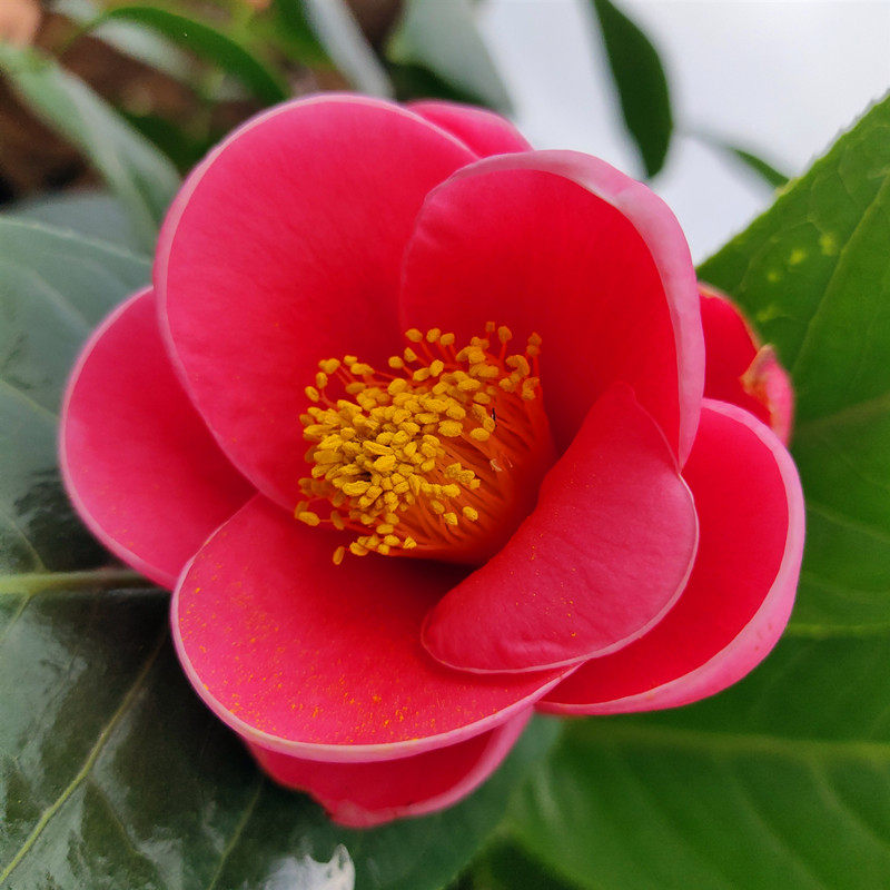 四季海棠越南进口抱茎茶花树苗花卉花卉