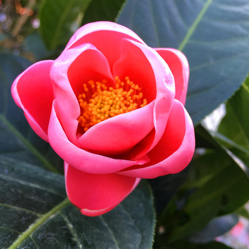 四季海棠越南进口抱茎茶花树苗花卉花卉