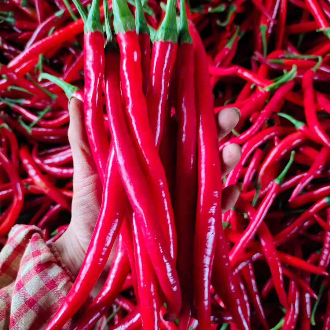 德兴红辣椒新一代朝天蔬菜四季播种露天种植高产家庭园艺种子
