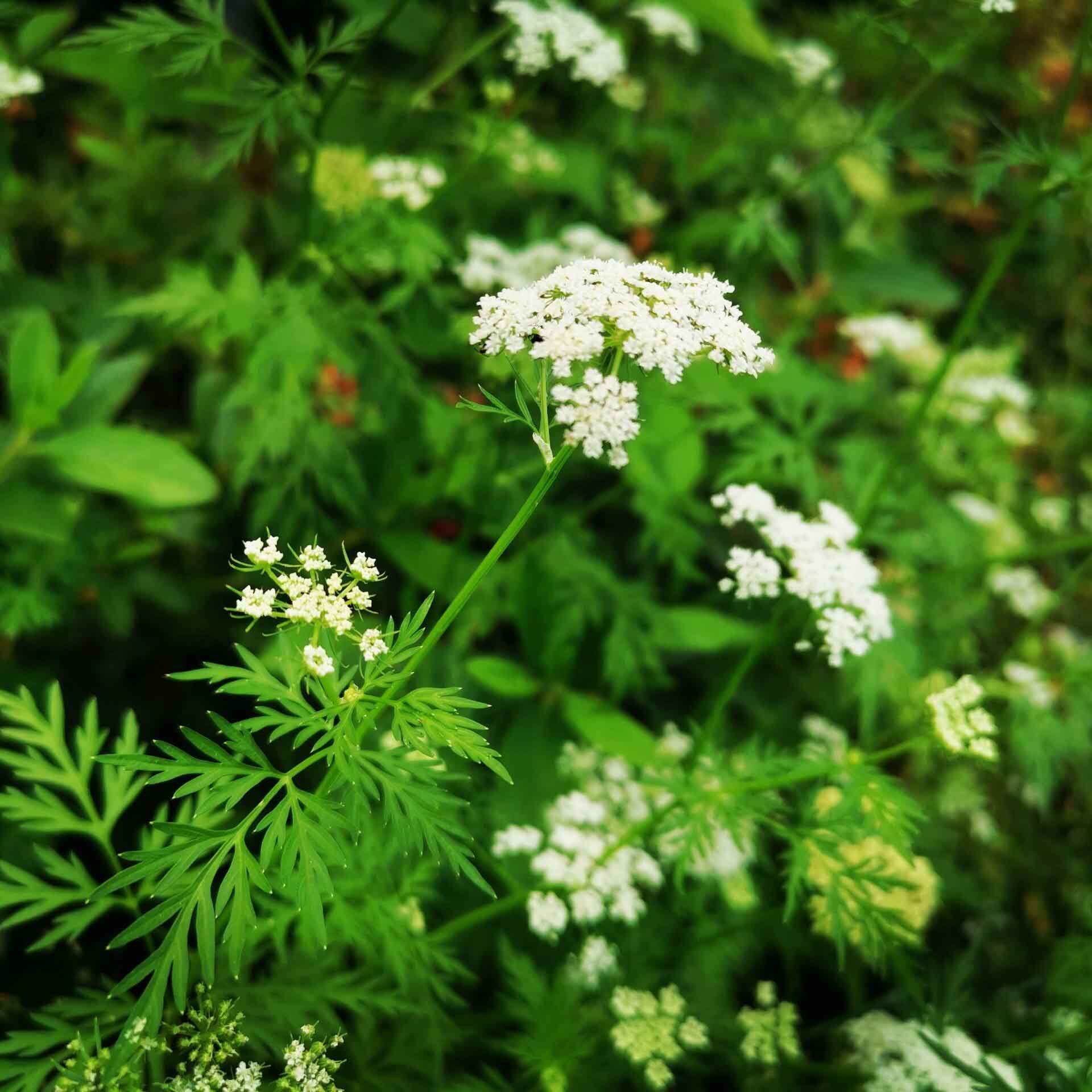种子新采蛇床子野胡萝卜蛇米茴香蛇珠蛇床家庭园艺种子