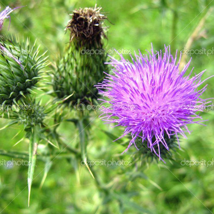 水飞种子中药材奶蓟老鼠筋水飞雉适合盐碱地沙滩家庭园艺种子