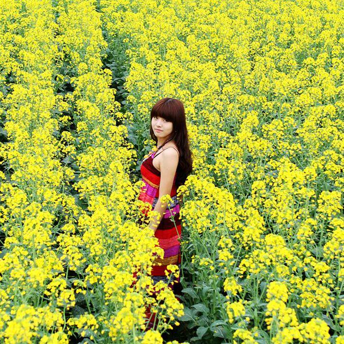 种子散装四季油菜籽观赏油菜花高产美国油王春季家庭园艺种子