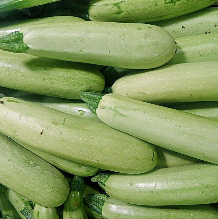 种子占瓜蔬菜茄瓜角窝瓜小瓜菜瓜新抗病抗病早青家庭园艺种子