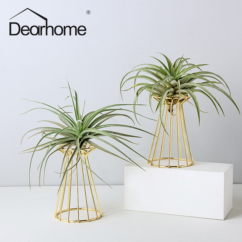 空气凤梨支架底座创意铁艺空凤霸王花卉客厅时令草本花卉