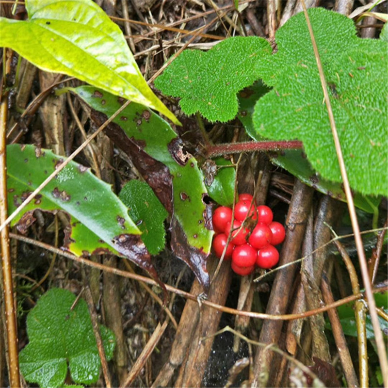 小血藤钻骨风八仙草血糊腾钻石风滑藤爬岩香血藤根苗2棵