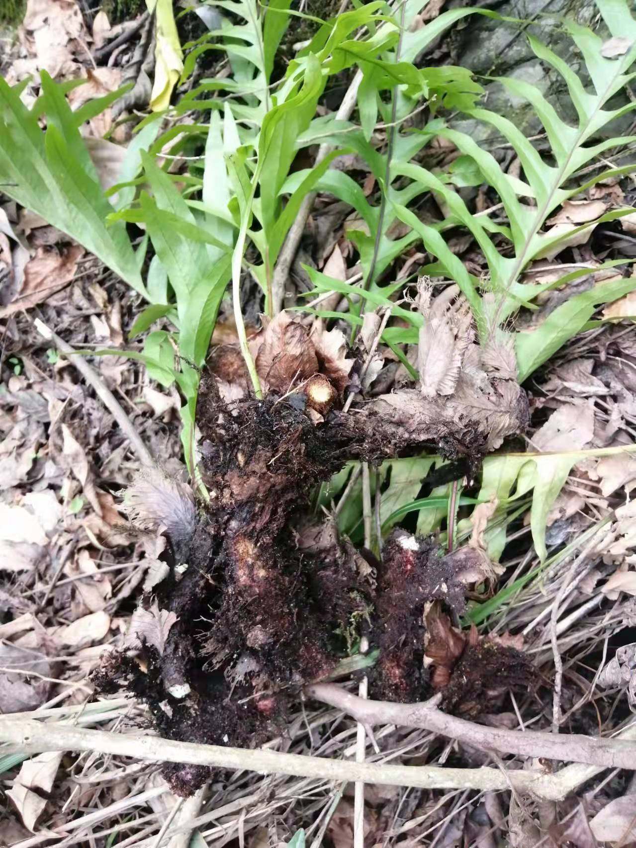 槲蕨全草新鲜鸡姜生姜毛生姜骨碎石岩姜过山石毛姜绿植