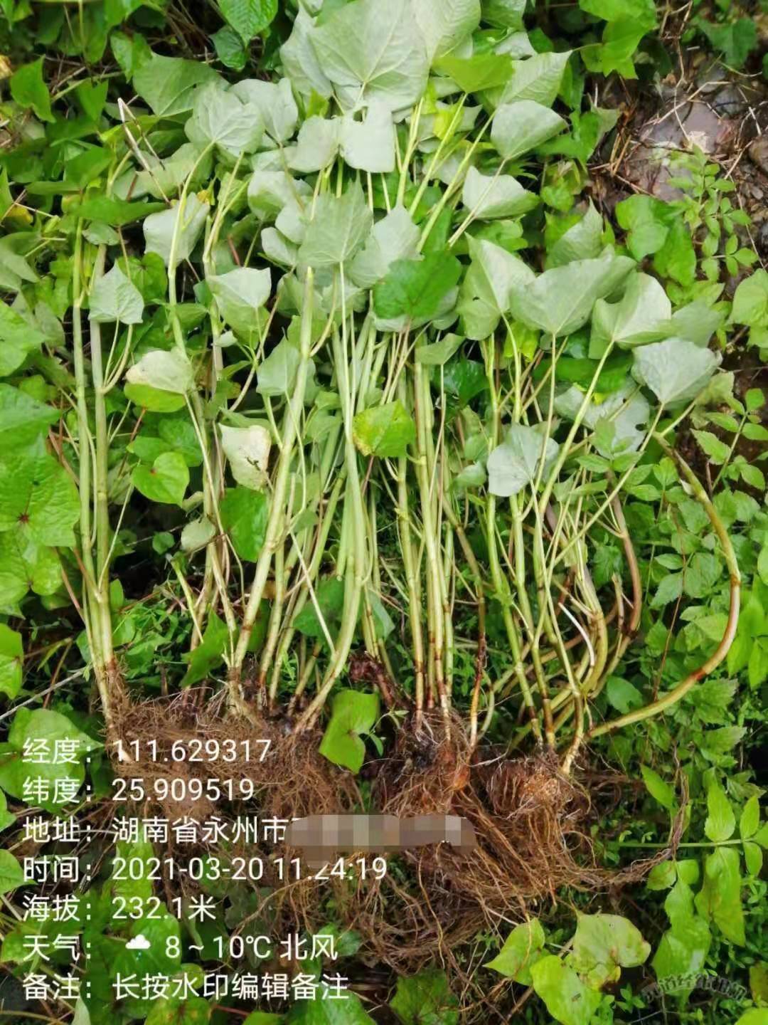 野荞麦的功效图片