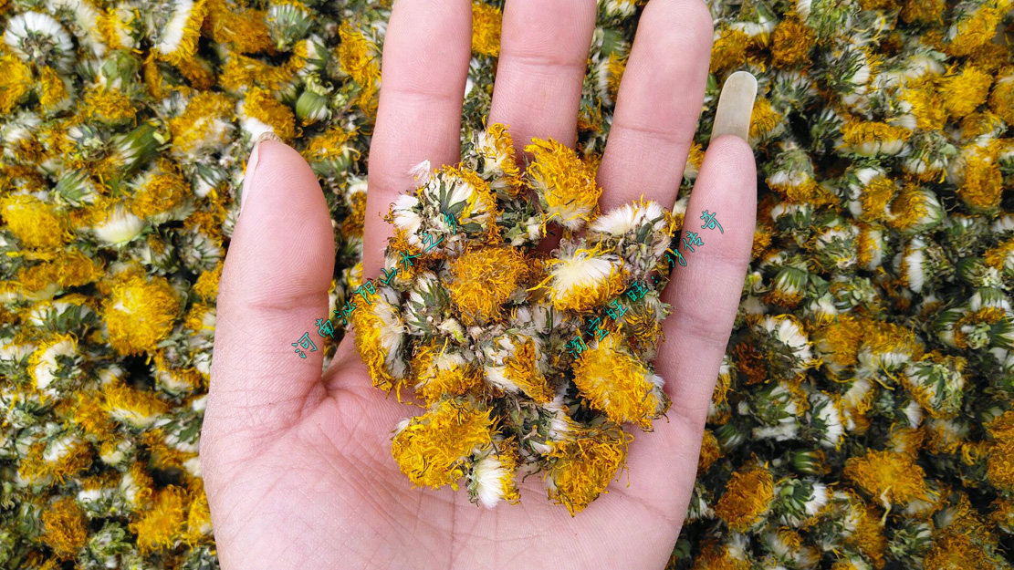 2020年野生蒲公英花茶50克 女性天然干花茶花朵茶晒干纯花朵 - 河南