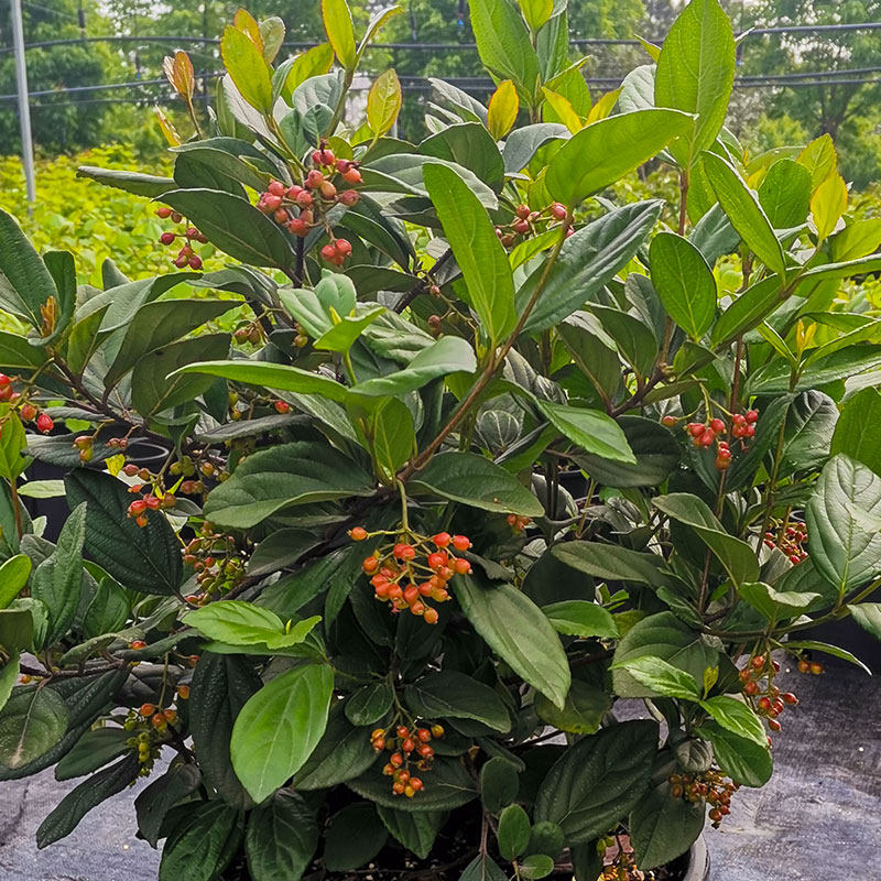 荚蒾琉球忍冬庭院阳台花园观花植物原生籽播花卉