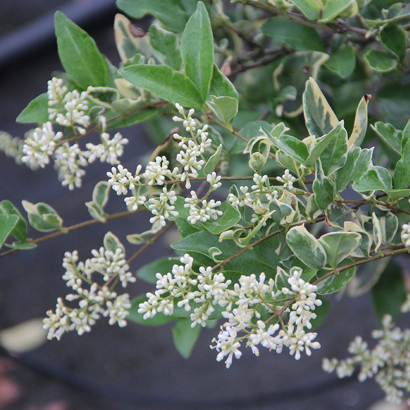 银霜女贞多年生彩叶观叶植物植物阳台花园观叶