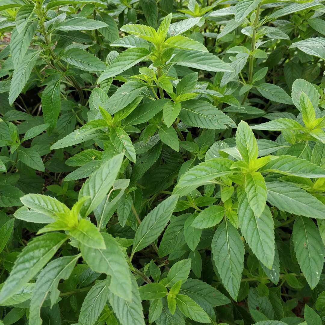 薄荷四川川土春天刚长出来新鲜嫩苗精品带土绿植