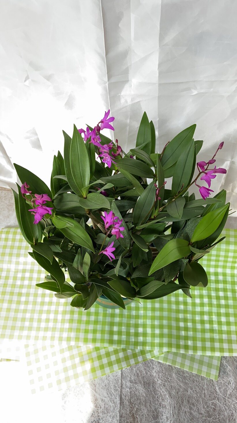 石斛澳洲花苞办公室桌面花期室内室外绿植花卉绿植