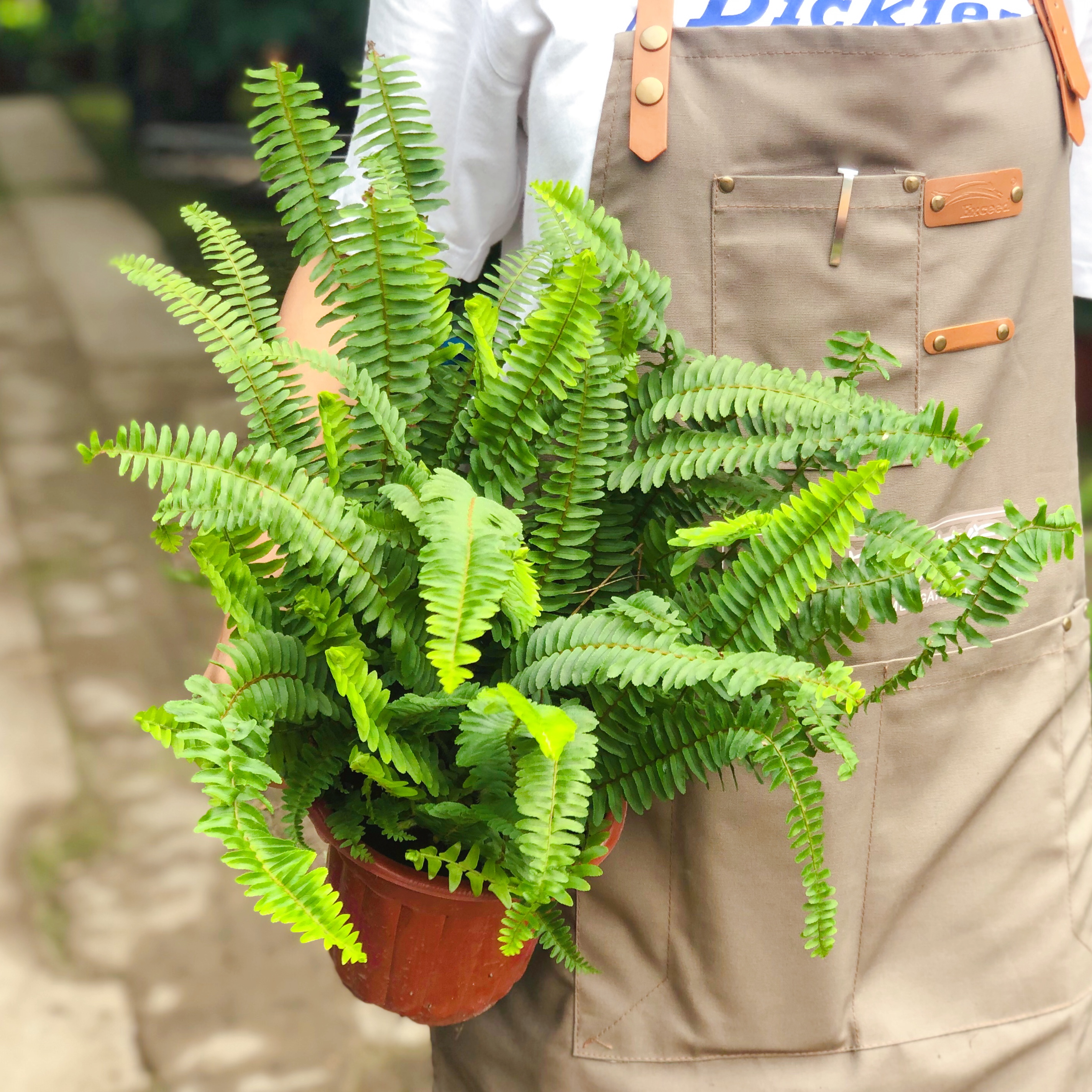 绿植四季常绿好养肾蕨盆栽排骨阳台走廊绿叶绿植