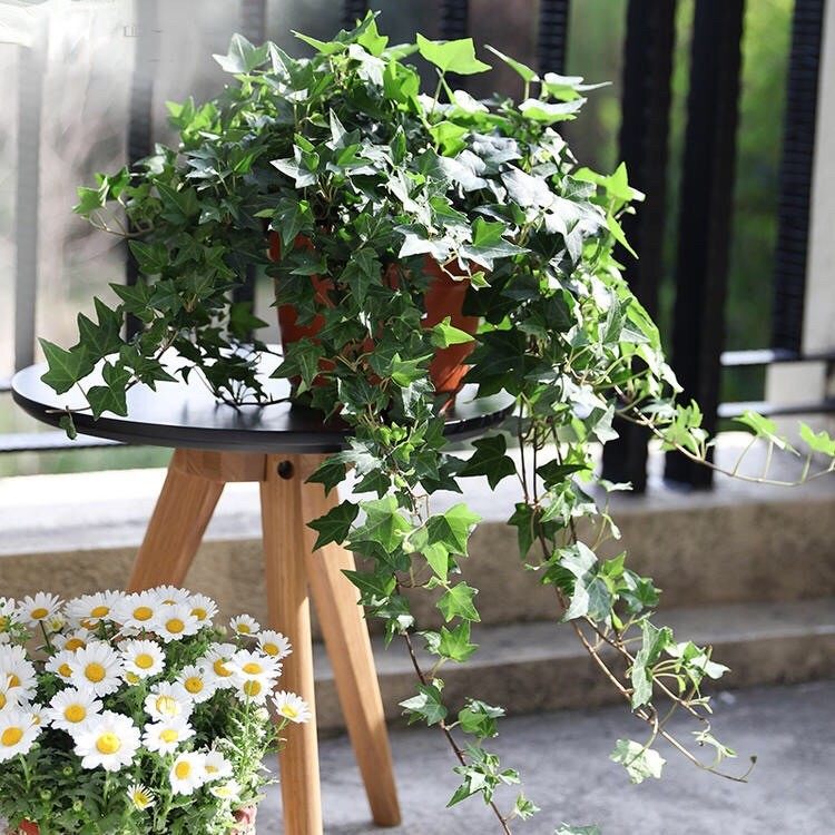 室内四季绿叶常春藤甲醛垂吊盆栽阳台花园园花绿植