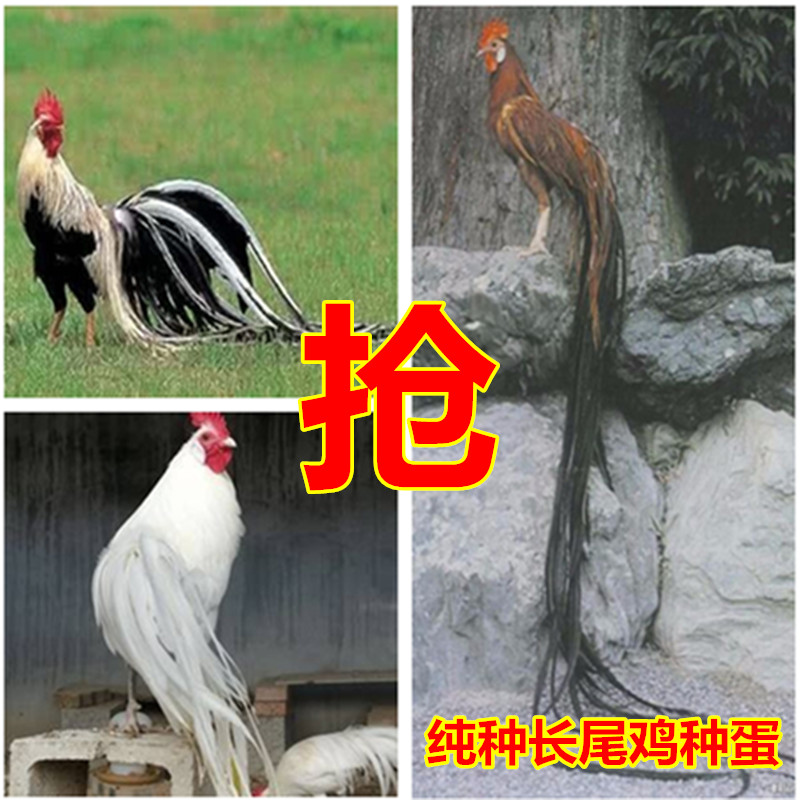 长尾鸡种蛋小型鸡新品种观赏鸡宠物鸡可孵化受精种蛋新品长尾鸡苗