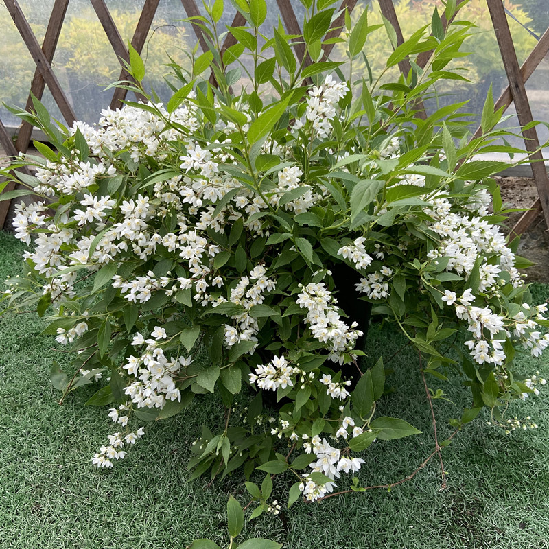 花卉粉色樱花白色冰生溲疏楼顶庭院阳台盆栽时令草本花卉