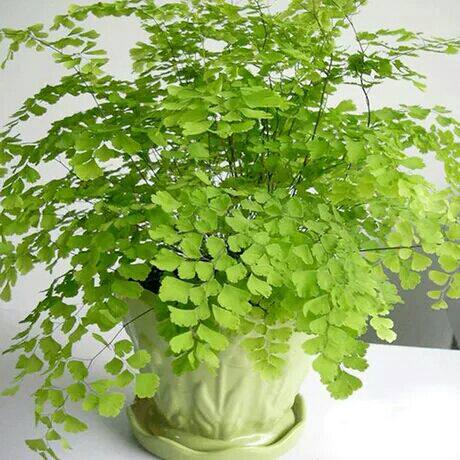 小叶室内绿植桌面办公室甲醛铁线植物叶植物蕨类观绿植
