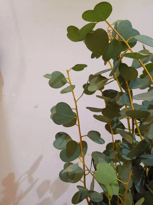 尤加利叶圆叶细叶心形云南直发叶可做可做干花新鲜干花