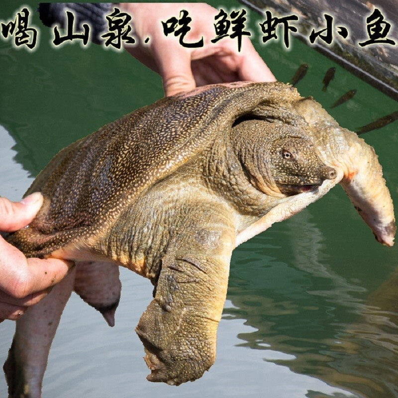 千岛湖有机甲鱼鲜活仿野生生态老鳖活体王八水鱼团鱼5年公鳖1000g