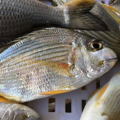 东山岛野生海鲜香头现捕生鲜水产方头鱼500g虾妈蟹爸其它 原价60元