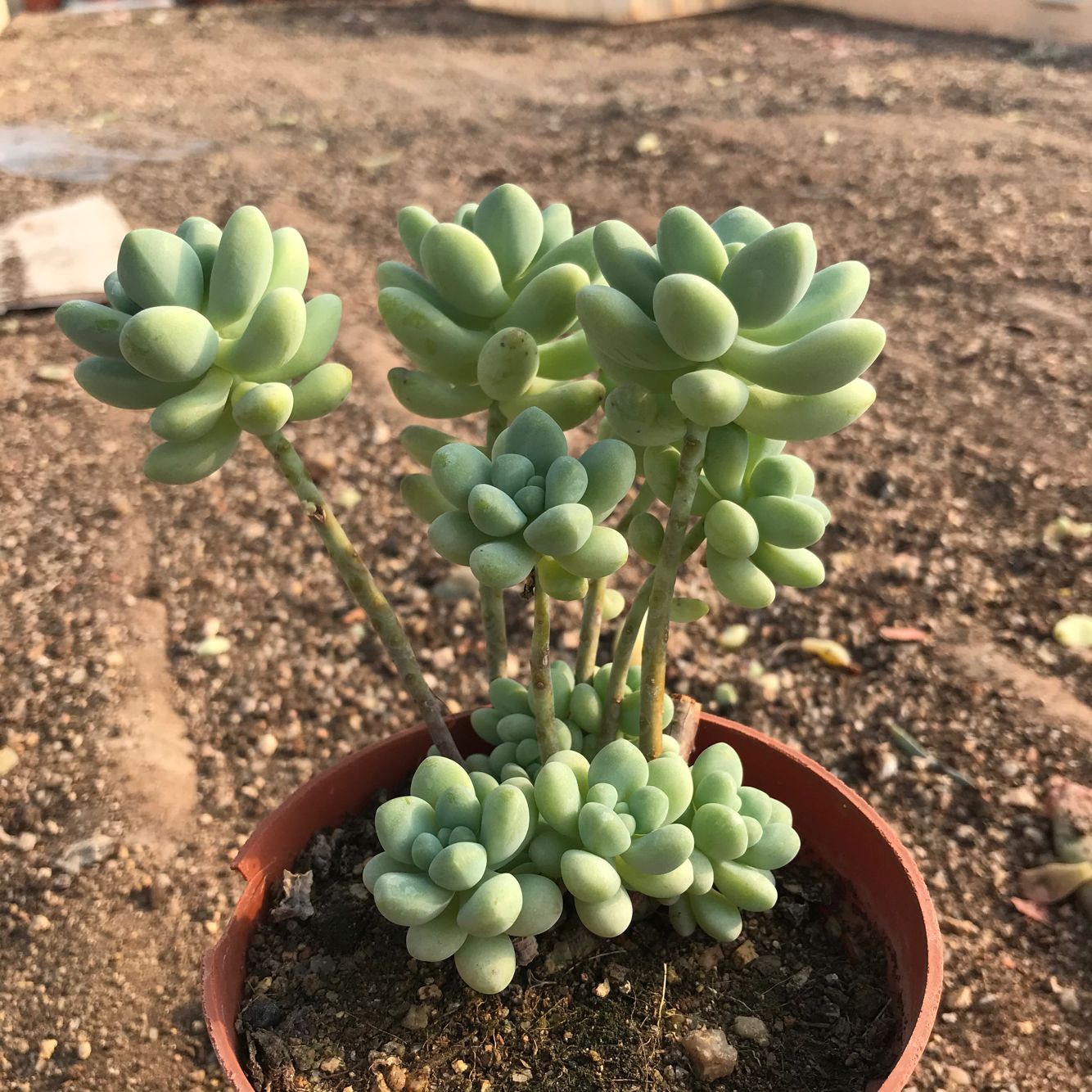 天使之泪老桩多头多肉植物阳台办公室防辐射净化空气花卉绿植