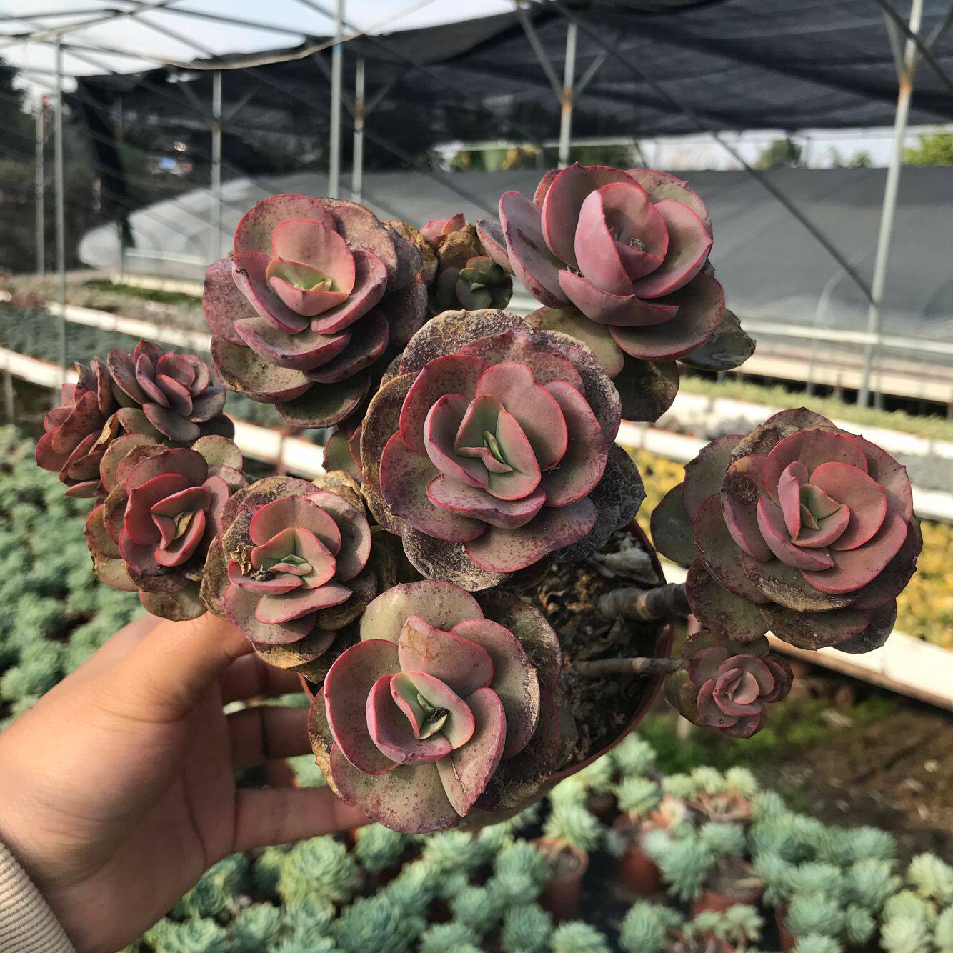 大叶秀妍初吻大老桩多头多肉植物阳台办公室庭院美观防辐射花卉