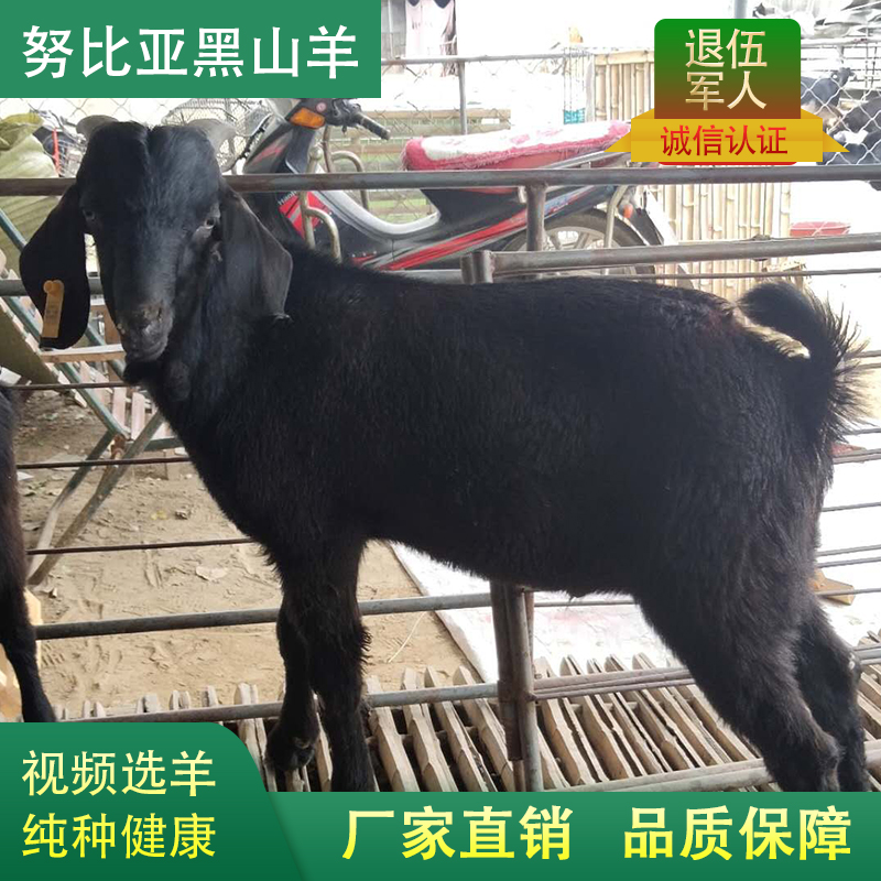 努比亚黑山羊活羊羊羔养殖四川黑山羊活体小羊孕羊成年黑山羊种羊