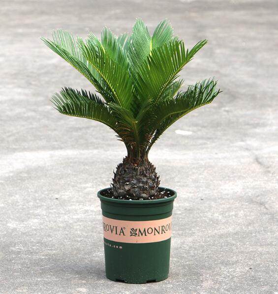 大小门口四季盆景绿植大型迎宾室内门铁树室内绿植