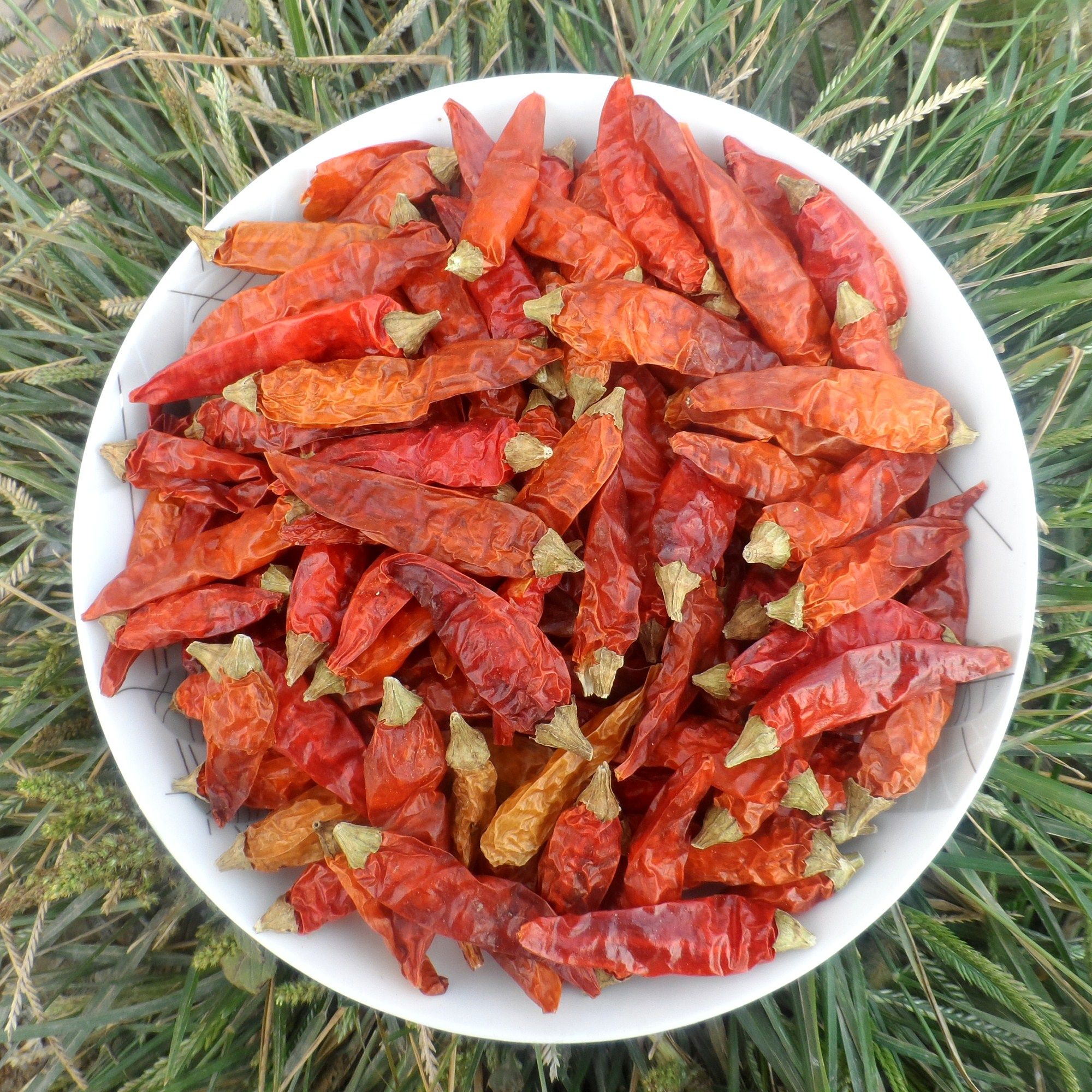 湖南野山椒 朝天椒 可加工粉面段丝 小黄干椒 超辣特辣巨辣小米椒