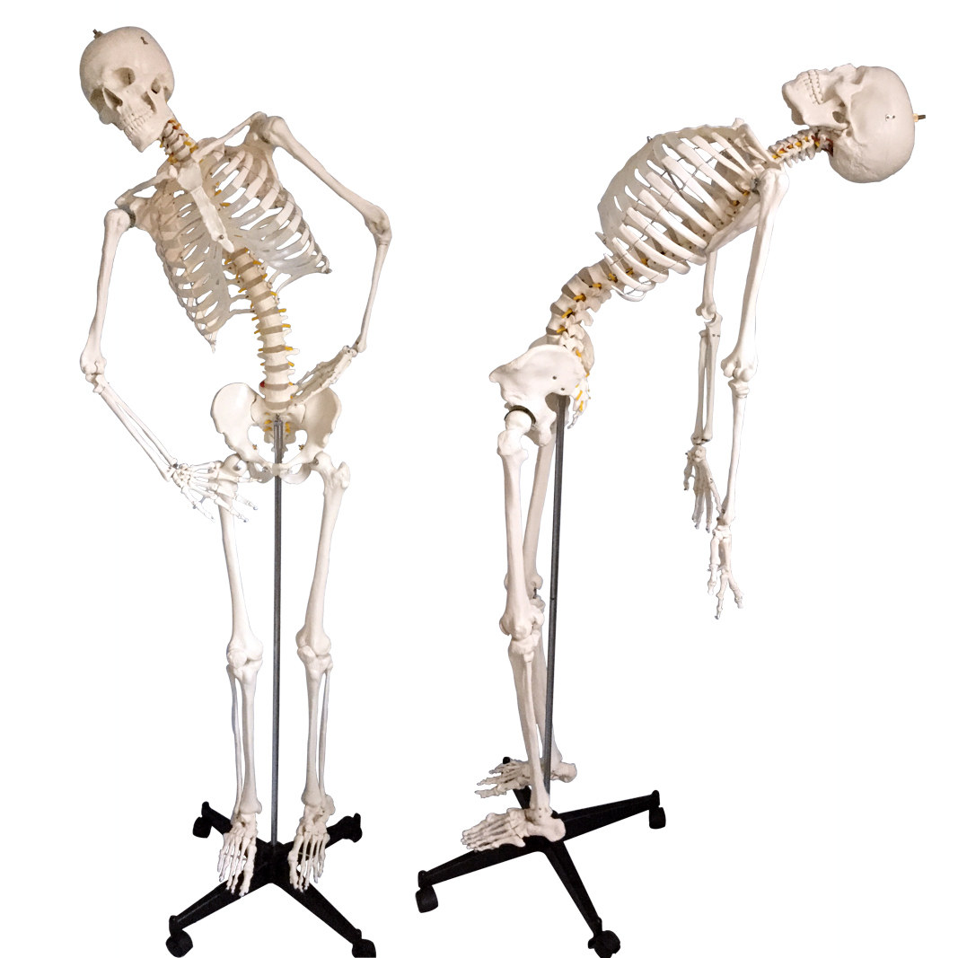 人体骨骼全身散骨模型170cm脊椎弯曲骷髅骨架其他模型玩具