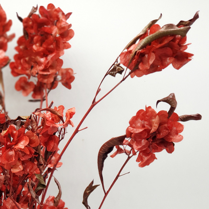 进口插花花材永生红色蝴蝶花干花中式家居民宿样板间树枝装饰摆件