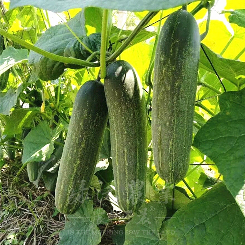 黄瓜翠绿吊瓜种子肉质细嫩好吃超甜水果种籽家庭园艺种子