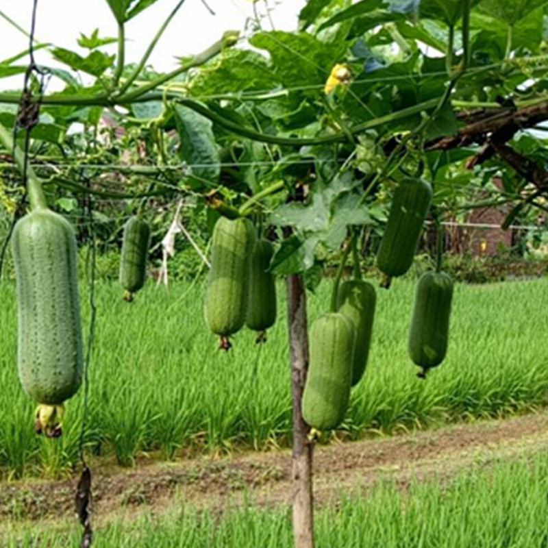 丝瓜早熟台湾菜种蔬菜圆帅肉丝秋季福甜春季家庭园艺种子