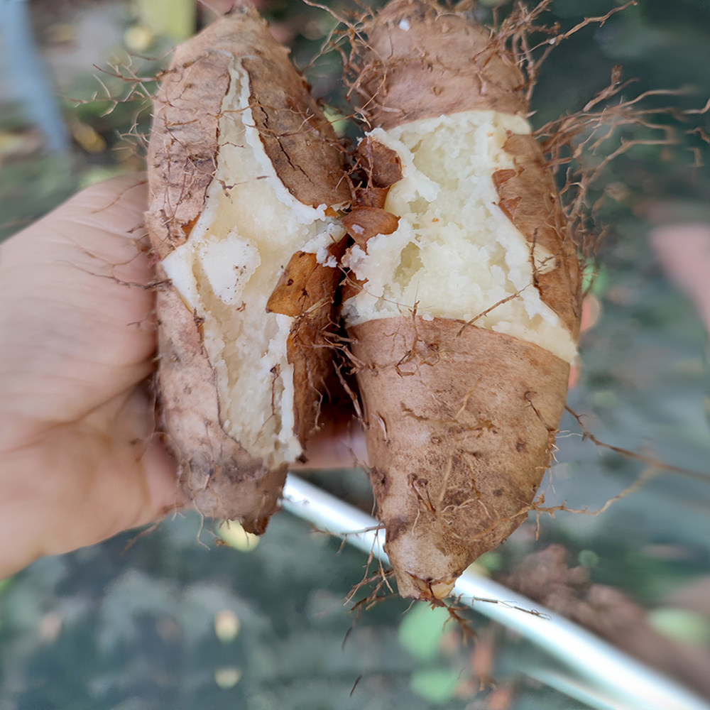 新鲜毛薯山药白心脚板广东甜薯毛薯火苕粉糯香新鲜山药