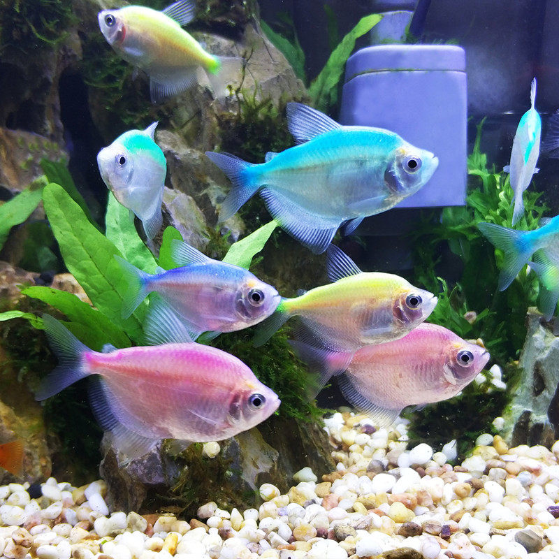 彩裙活体热带观赏鱼淡水鱼小型游鱼灯火鱼水水草鱼