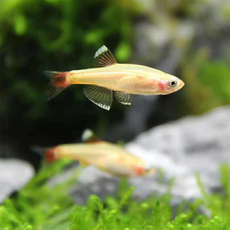 金丝灯鱼冷水活体小型原生鱼唐鱼不加温观赏耐活淡红尾灯科包活