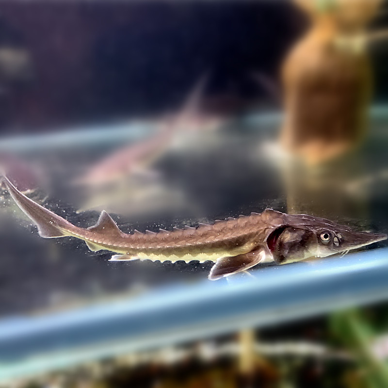 鱼苗中华观赏鱼淡水养殖清道夫尖嘴冷水鱼鲟龙龙鱼鱼