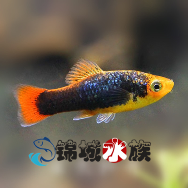 米奇鱼 月光鱼 除油膜鱼 新手鱼 胎生鱼 观赏鱼活体鱼包邮
