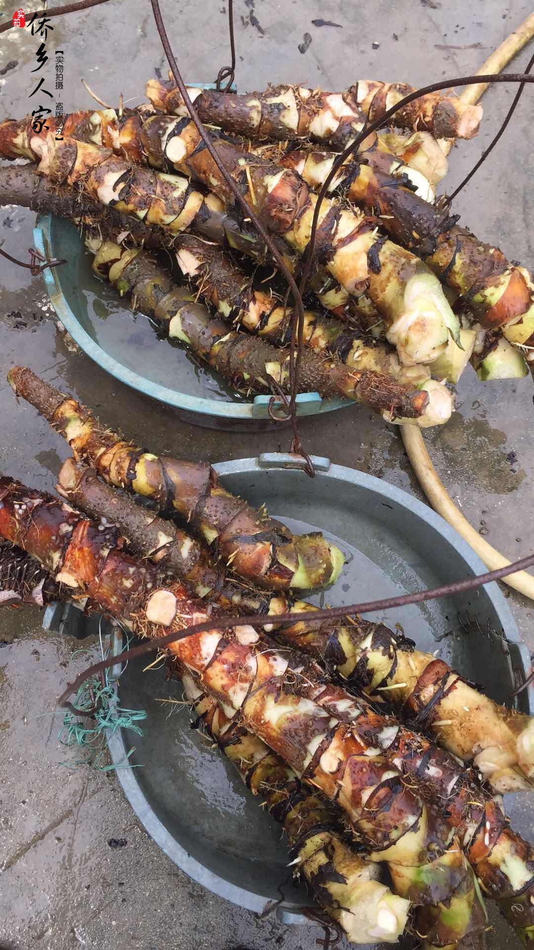 野生天河芋水刺芋竻藕勒慈茹水勒芋清热祛湿秋冬滋润汤料每份五斤
