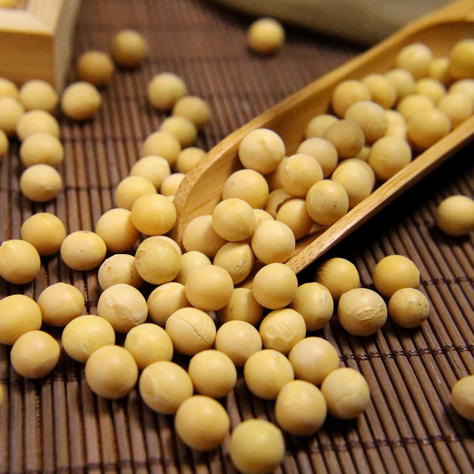 黄豆新大农户自种小黄可发豆芽豆浆满包邮250g黄豆