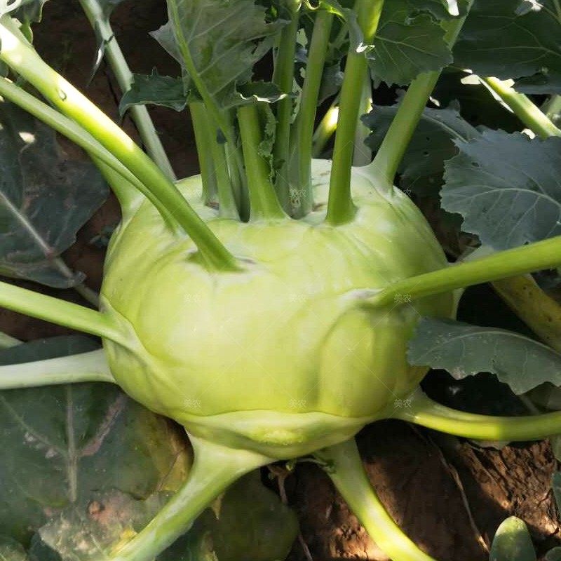 苤蓝种子苤兰种籽早熟高产四季春季阳台盆栽家庭园艺种子