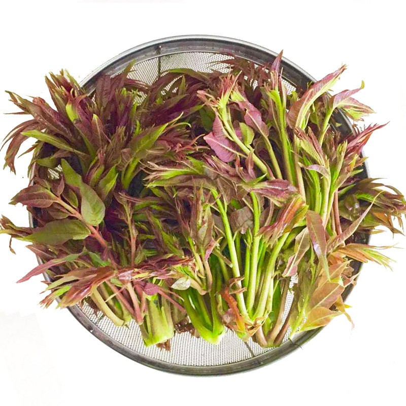 红油香椿种子种籽紫香椿芽芽苗菜多年生露地保护地四季易种蔬菜孑