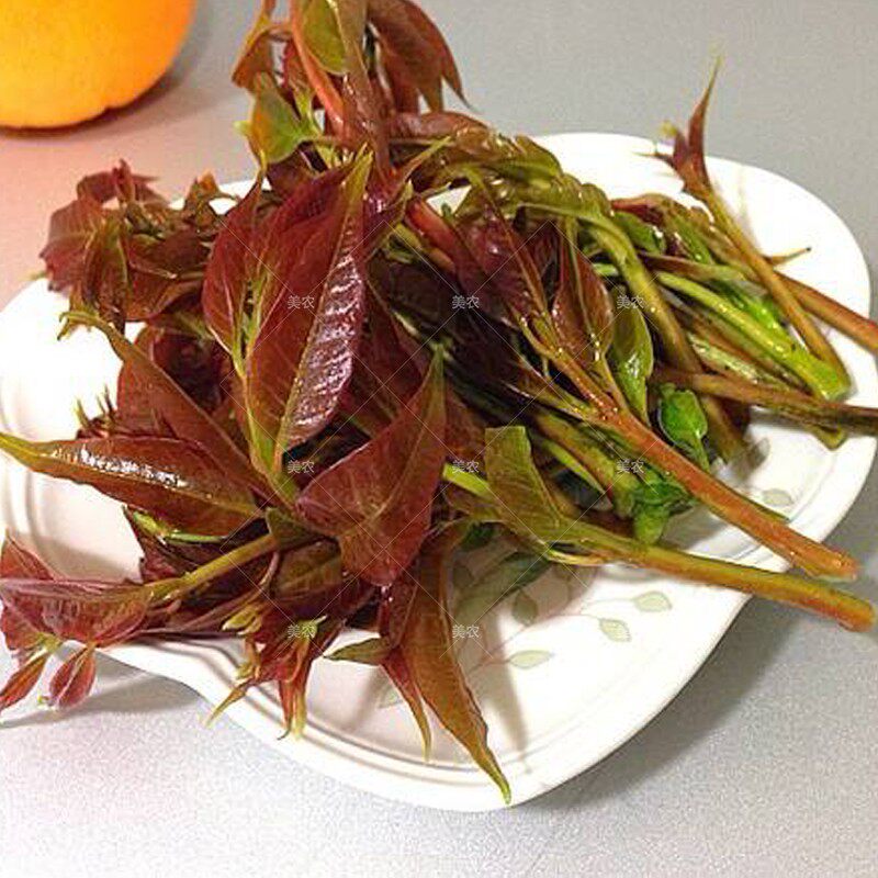 红油香椿种子种籽紫香椿芽芽苗菜多年生露地保护地四季易种蔬菜孑