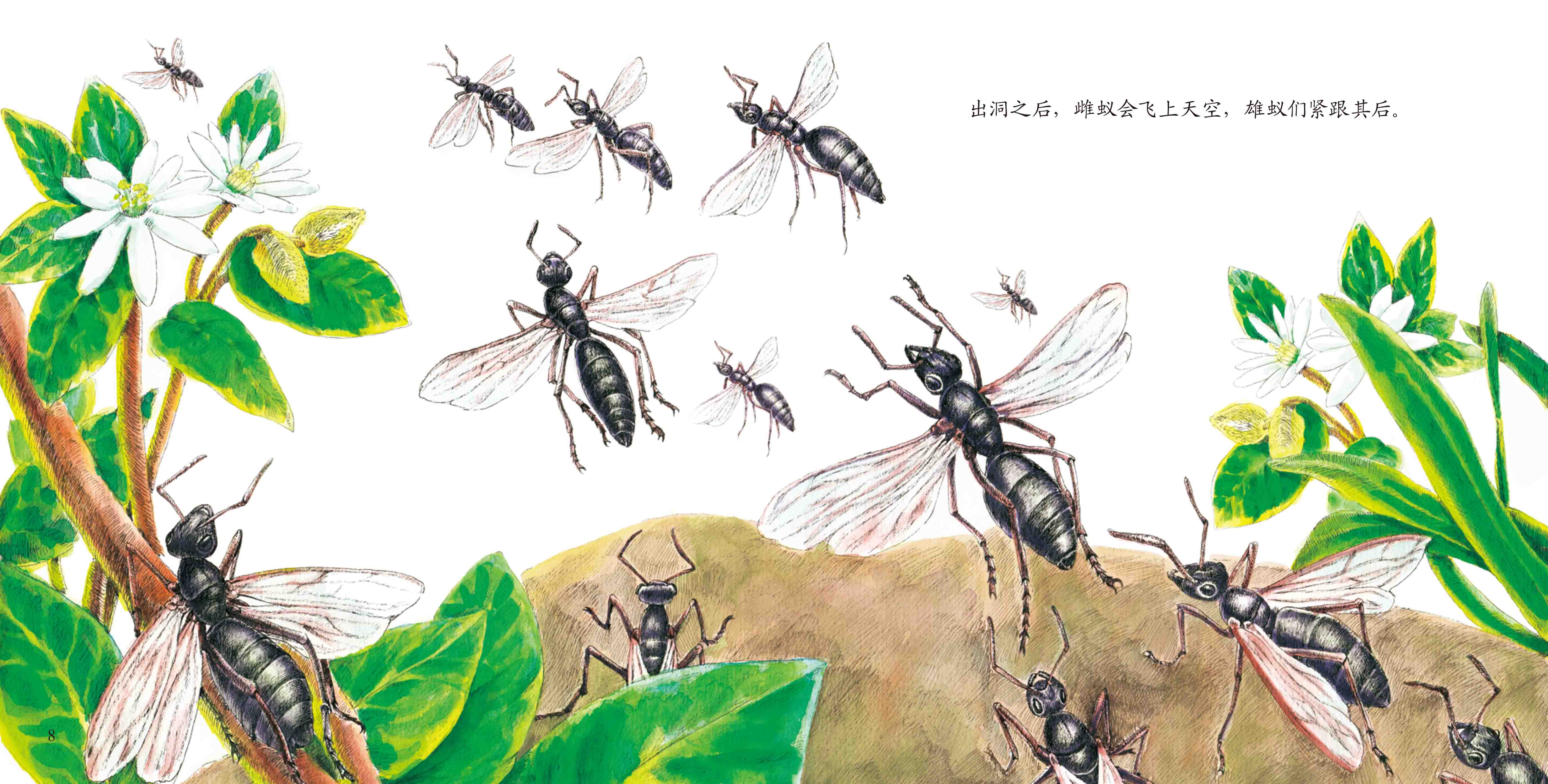 昆虫正版改编动物百科少儿绘本手绘精细布尔科普百科